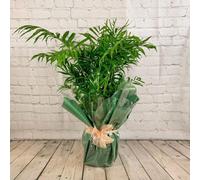 All Occasions, Indoor Palm Tree, Soft Palm Plant 100Cm Bedroom, Kitchen And Living Room, Perfect For Clean Air, Delivered Next Day