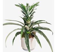 All Occasions Indoor Pineapple Houseplant (Ananas) in Green All Occasions Green