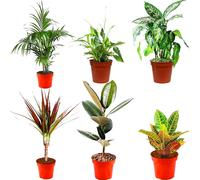All Occasions Indoor Plants Real, Mix of 6 House Plants in 12cm Pots in Green All Occasions Green