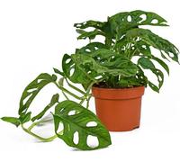 All Occasions, Monstera Monkey Leaf Plant For Home, Bedroom, Kitchen And Living Room, Perfect For Clean Air, Delivered Next Day