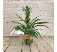 All Occasions Pineapple Flowering Real Houseplant Real Indoor Plant for Office, Home, Bedroom, Kitchen & Living Room in Green All Occasions Green
