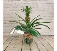 All Occasions Pineapple Plant, With Fruit In 12Cm Pot,ananas Bromelia, Home, Bedroom, Kitchen And Living Room