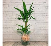 All Occasions Yucca 2 Stem 100cm Real Indoor Plant 1m Yukka House Plant for Home, Bedroom, Kitchen & Living Room in Green All Occasions Green