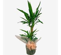 All Occasions Yucca 2 Stem 85cm Tall Houseplant Real Indoor Plant for Office, Home, Bedroom, Kitchen & Living Room in Green All Occasions Green