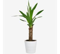 All Occasions Yucca Single Stem 50cm Houseplant Real Indoor Plant for Office, Home, Bedroom, Kitchen & Living Room in Green All Occasions Green