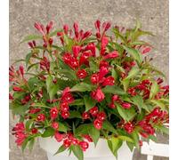 All Summer Red Outdoor Shrub Plant Weigela Flowering Garden Plants 2L Pot Plant Theory Green One Size
