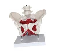 Allayu Educational Female Pelvis Model With Strong Construction Research Display And Patient Interaction Model Decoration And Academic Research. Life Size Human Female Pelvis Educational