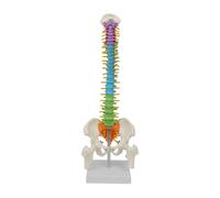 Allayu Human Spine Model Vertebral Column Model Effective Skeleton Teaching Resource For In-Depth Medical Education Insights Life Size Spine With Display Stand Skeleton