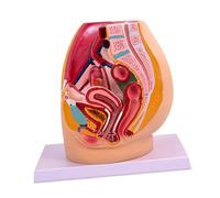 Allayu Pelvis Organ Model With Muscular Practical High Simulation Clear Labels For Educational Environments Science Training Aid High Simulation PVC Detailed Lightweight Learners