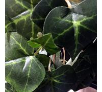 AllCachedUp 1 Foot Trailing Ivy Sneaky Geocache Container Logged Ready to Hide Waterproof (Dark Green Ivy)