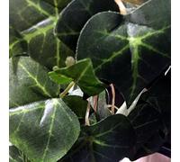 AllCachedUp 6 Inch Ivy Sneaky Geocache Container Logged Ready to Hide Waterproof (Green Ivy)