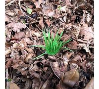 AllCachedUp Realistic Grass Tuft Geocache NanoTube Container Logged Ready to Hide Waterproof (Light Grass)