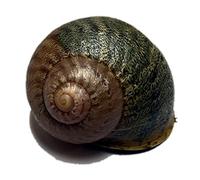 AllCachedUp Sneaky Large Snail Geocache Nano Tube Container - Ready to Hide Magnetic or NON