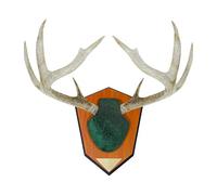 Allen Company Hunting Trophy Antler Mounting Kit, Green Skull Cover