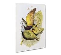 Allied Fruit Pigeon Birds By Elizabeth Gould Canvas Print | Gallery Wrapped 30mm Frame Wall Art | 30x20 inches | Ready to Hang | Retro Still Life Picture | Living Room Bedroom Lounge Office