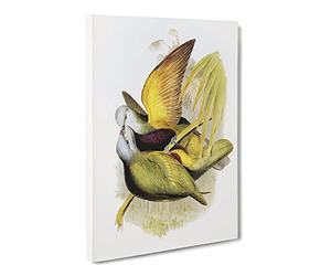 Allied Fruit Pigeon Birds By Elizabeth Gould Canvas Print | Gallery Wrapped 30mm Frame Wall Art | 30x20 inches | Ready to Hang | Retro Still Life Picture | Living Room Bedroom Lounge Office