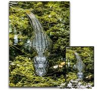 Alligator JigsawPuzzle 1000 Pieces for Adults Paper Jigsaw Puzzles for Adults Relax & Challenge Colorful Home Decor Art for Friends 1000 PCS(38x26cm)