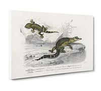 Alligator & Lizard Illustration By Charles D' Orbigny Canvas Print | Gallery Wrapped 30mm Frame Wall Art | 20x14 inches | Ready to Hang | Retro Animals Picture | Living Room Bedroom Lounge Office