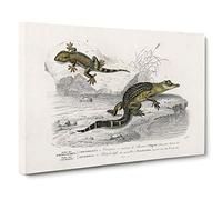 Alligator & Lizard Illustration by Charles d' Orbigny Canvas Print | Gallery Wrapped 30mm Frame Wall Art | 30x20 inches | Ready to Hang | Modern Animals Picture | Living Room Bedroom Lounge Office