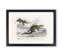 Alligator & Lizard Illustration by Charles d' Orbigny Framed Print | A2 Black Framed Wall Art | Ready to Hang | Modern Nature Picture | Living Room Bedroom Lounge Office