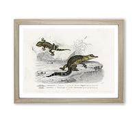 Alligator & Lizard Illustration By Charles D' Orbigny Vintage Framed Print | A3 Oak Framed Wall Art | Ready to Hang | Classic Nature Picture | Living Room Bedroom Lounge Office