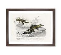 Alligator & Lizard Illustration By Charles D' Orbigny Vintage Framed Print | A3 Walnut Framed Wall Art | Ready to Hang | Classic Nature Picture | Living Room Bedroom Lounge Office