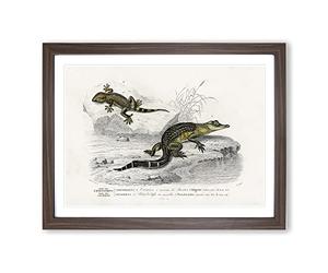 Alligator & Lizard Illustration By Charles D' Orbigny Vintage Framed Print | A3 Walnut Framed Wall Art | Ready to Hang | Classic Nature Picture | Living Room Bedroom Lounge Office