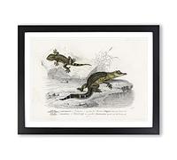 Alligator & Lizard Illustration By Charles D' Orbigny Vintage Framed Print | A4 Black Framed Wall Art | Ready to Hang | Classic Nature Picture | Living Room Bedroom Lounge Office