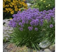 Allium 'Millenium'. Plug Plant x 4. Pompom rose-pink flowers. Available from Bedwen Plants