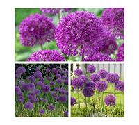 Allium Purple Sensation Bulbs Size 10/12 (24)