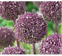 Allium 'Summer Drummer' (10 Bulbs)