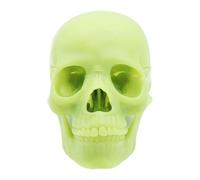 alloneslife Medical Skull Model Human for Anatomy Exploded Human Anatomical Skull Model for Studying