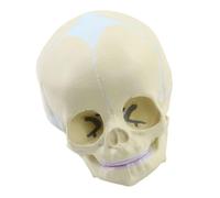 alloneslife Medical Skull Model Human for Anatomy Exploded Human Anatomical Skull Model for Studying