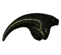 Allosaurus Dinosaur Life Size Claw Fossil Replica