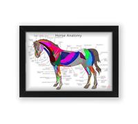 AllStarMedia horse Anatomy Poster | Educational Animal Anatomy Chart | Veterinary Muscle & Skeletal System | Wall Art Ideal for Students, Teachers, & Horse Lovers (Unframed A3 (30x40cm))
