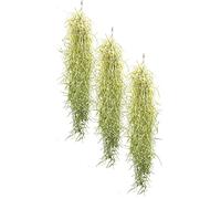 Allterra Set of 3 Tillandsia usneoides, Air Plants