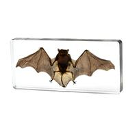 ALMASI Real Bat Specimens,Taxidermy Bat Specimen in Resin for Science Classroom Science Education, Biology, Collections, Animal Study Enthusiasts, Oddities and Curiosities Gifts(14 * 6.4 * 2CM)