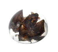 ALMASI Real Taxidermy Bat in Resin - Animal Specimen for Gothic Home Decor, Science Education & Unique Nature Gifts(8.9 * 8.9 * 4.5CM)