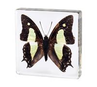 ALMASI Single Real Butterfly Specimen Exquisite Framed Butterfly Taxidermy for Home, Office, and School - Preserved in Resin for Kids Scientific Educational Supplies(H)