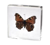 ALMASI Single Real Butterfly Specimen Exquisite Framed Butterfly Taxidermy for Home, Office, and School - Preserved in Resin for Kids Scientific Educational Supplies(G)