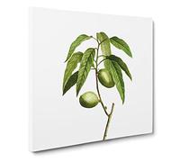 Almond Tree Branch by Pierre Joseph Redoute Canvas Print | Gallery Wrapped 30mm Frame Wall Art | 14x14 inches | Ready to Hang | Retro Landscape Picture | Living Room Bedroom Lounge Office