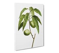 Almond Tree Branch By Pierre Joseph Redoute Canvas Print | Gallery Wrapped 30mm Frame Wall Art | 20x14 inches | Ready to Hang | Retro Landscape Picture | Living Room Bedroom Lounge Office