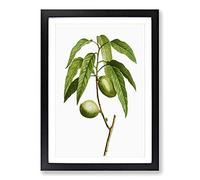 Almond Tree Branch by Pierre-Joseph Redoute Framed Print | A2 Black Framed Wall Art | Ready to Hang | Modern Floral Picture | Living Room Bedroom Lounge Office
