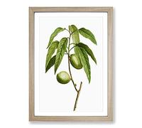 Almond Tree Branch by Pierre-Joseph Redoute Framed Print | A2 Oak Framed Wall Art | Ready to Hang | Modern Floral Picture | Living Room Bedroom Lounge Office