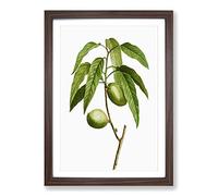 Almond Tree Branch by Pierre-Joseph Redoute Framed Print | A2 Walnut Framed Wall Art | Ready to Hang | Modern Floral Picture | Living Room Bedroom Lounge Office