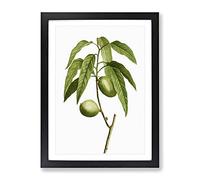 Almond Tree Branch By Pierre Joseph Redoute Vintage Framed Print | A2 Black Framed Wall Art | Ready to Hang | Classic Floral Picture | Living Room Bedroom Lounge Office