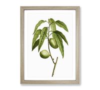 Almond Tree Branch By Pierre Joseph Redoute Vintage Framed Print | A3 Oak Framed Wall Art | Ready to Hang | Classic Floral Picture | Living Room Bedroom Lounge Office
