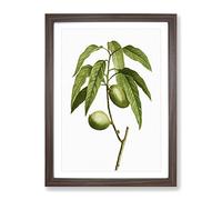 Almond Tree Branch By Pierre Joseph Redoute Vintage Framed Print | A4 Walnut Framed Wall Art | Ready to Hang | Classic Floral Picture | Living Room Bedroom Lounge Office