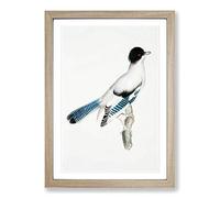 Almorah Jay by John Edward Gray Framed Print | A2 Oak Framed Wall Art | Ready to Hang | Modern Nature Picture | Living Room Bedroom Lounge Office