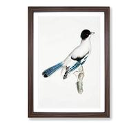 Almorah Jay by John Edward Gray Framed Print | A2 Walnut Framed Wall Art | Ready to Hang | Modern Nature Picture | Living Room Bedroom Lounge Office